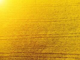 Aerial view on green wheat field in countryside. Field of wheat blowing in the wind on sunset. Young and green Spikelets. Ears of barley crop in nature. Agronomy, industry and food production. photo