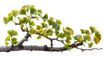 ai generiert Ginkgo biloba Ast auf ein transparent Hintergrund png