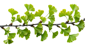 AI generated Ginkgo biloba branch on a transparent background png