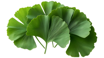 ai generato ginkgo biloba le foglie su un' trasparente sfondo png