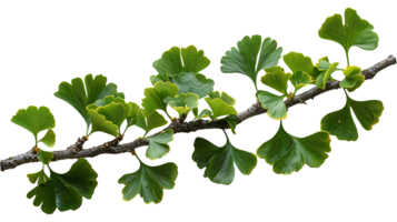 AI generated Ginkgo biloba branch on a transparent background png