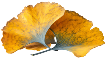 AI generated Ginkgo biloba leaves on a transparent background png