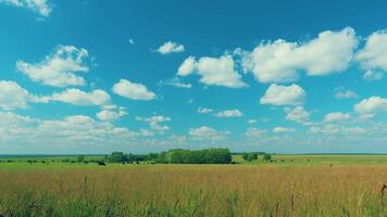 Herd Of Cows Grazing In Meadow. Cows On A Summer Pasture. Cows On Field. Long Pasture. video