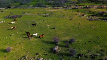 magnifique vues de Espagne, les chevaux, vaches, interminable vert prés video