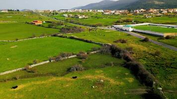 magnifique vues de Espagne, les chevaux, vaches, interminable vert prés video