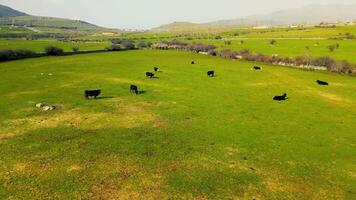 hermosa puntos de vista de España, caballos, vacas, interminable verde prados video