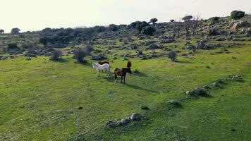 magnifique vues de Espagne, les chevaux, vaches, interminable vert prés video