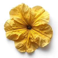 AI generated Yellow petunia flower isolated on white shadow with background. Yellow flower isolated. Petunia top view photo