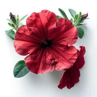 AI generated Red petunia flower isolated on white shadow with background. Red flower isolated. Petunia top view photo