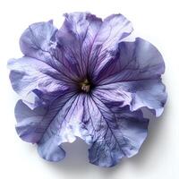 AI generated Purple petunia flower isolated on white shadow with background. Purple flower isolated. Petunia top view photo