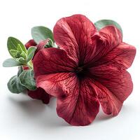 AI generated Red petunia flower isolated on white shadow with background. Red flower isolated. Petunia top view photo