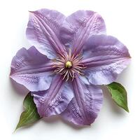 ai generado clemátide flor aislado en blanco antecedentes con sombra. púrpura flor Hora de verano floración foto