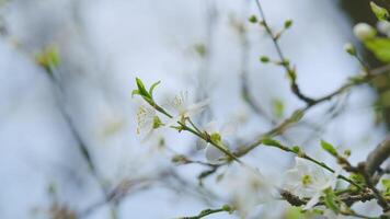 fleur dans jardin dans Matin. petit blanc fleurs sur une arbre. arbre dans printemps. Jeune fragile brindilles avec fleurs. video