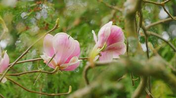 magnifique épanouissement rose magnolia arbre. fabuleux printemps Fée conte floral jardin. proche en haut. video