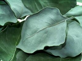 Dry leaves of Vitex trifolia photo