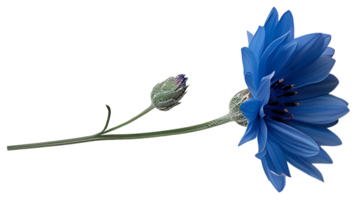 AI generated Medicinal cornflower on a transparent background png