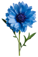 AI generated Medicinal cornflower on a transparent background png