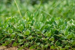 cerca arriba de vitex trifolia foto