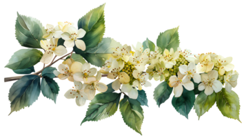 AI generated Watercolor elderflower on a transparent background png