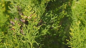 bellissimo verde le foglie di tuia. thuya foglia conifero pianta nel foresta. padella. video