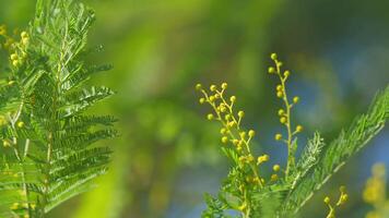 geel acacia dealbata mimosa bloemen. groot Afdeling van mimosa. bloeiende acacia dealbata met knoppen. nog altijd. video