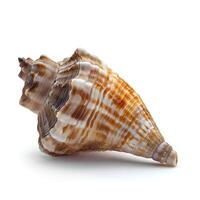 AI generated Seashell isolated on white background with shadow. Sea shell isolated. Salt water shell on white background photo