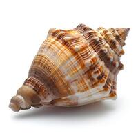 AI generated Seashell isolated on white background with shadow. Sea shell isolated. Salt water shell on white background photo