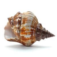 AI generated Seashell isolated on white background with shadow. Sea shell isolated. Salt water shell on white background photo