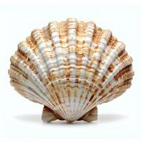 AI generated Seashell isolated on white background with shadow. Sea shell isolated. Salt water shell on white background photo