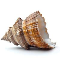 AI generated Seashell isolated on white background with shadow. Sea shell isolated. Salt water shell on white background photo