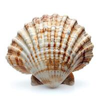 AI generated Seashell isolated on white background with shadow. Sea shell isolated. Salt water shell on white background photo