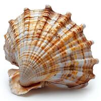 AI generated Seashell isolated on white background with shadow. Sea shell isolated. Salt water shell on white background photo