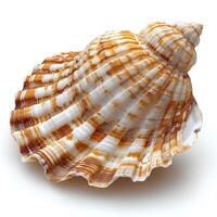 AI generated Seashell isolated on white background with shadow. Sea shell isolated. Salt water shell on white background photo