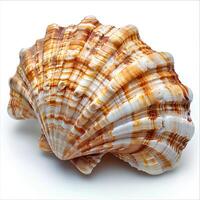 AI generated Seashell isolated on white background with shadow. Sea shell isolated. Salt water shell on white background photo