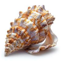 AI generated Seashell isolated on white background with shadow. Sea shell isolated. Salt water shell on white background photo