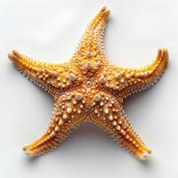 ai generado estrella de mar aislado en blanco antecedentes con sombra. mar estrella aislado. estrella de mar parte superior vista. mar estrella plano laico foto