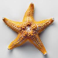 ai generado estrella de mar aislado en blanco antecedentes con sombra. mar estrella aislado. estrella de mar parte superior vista. mar estrella plano laico foto