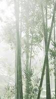 Green bamboo in the fog with stems and leaves video