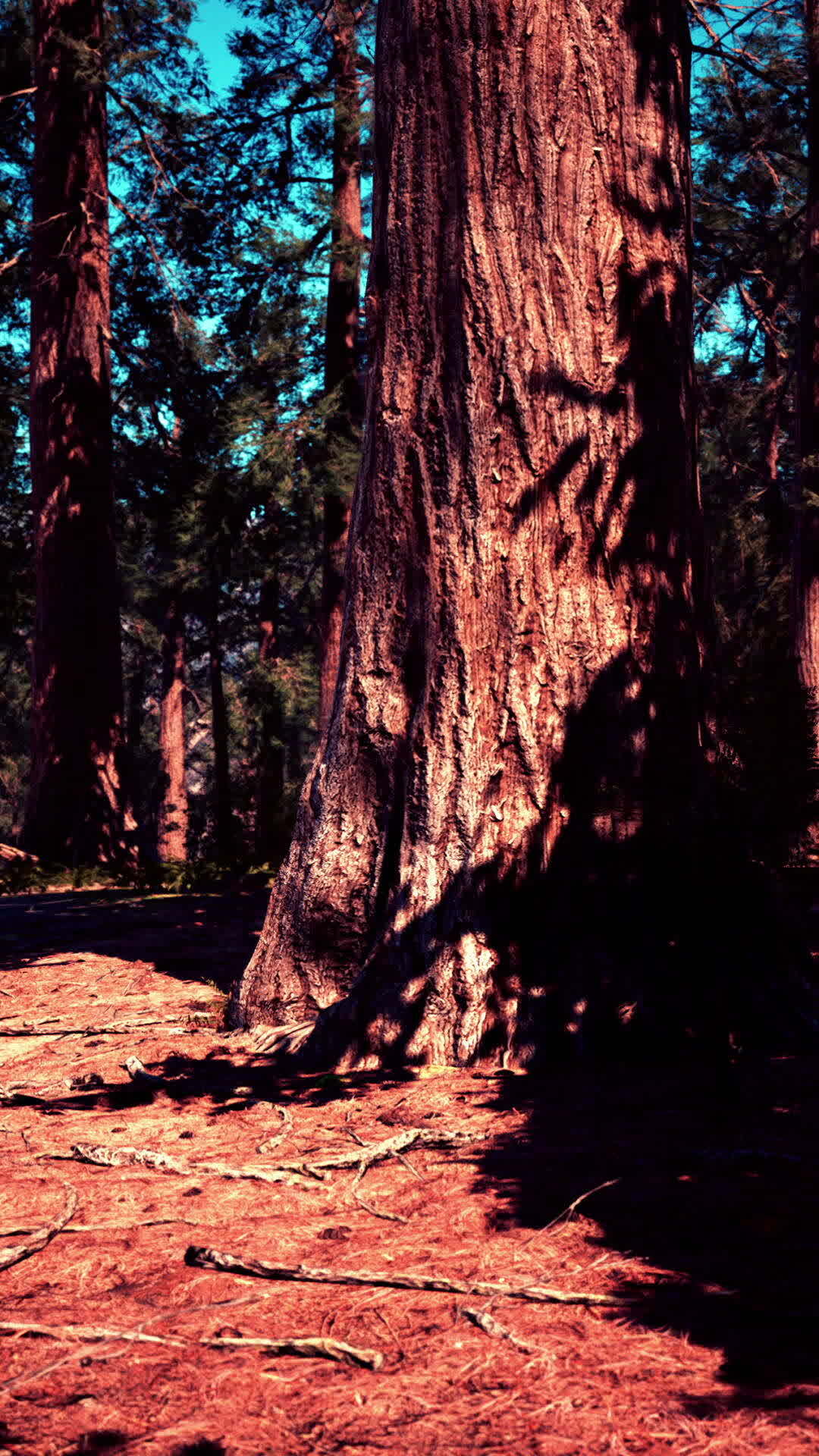 Classic View Of Famous Giant Sequoia Trees 42106389 Stock Video At Vecteezy Classic View Of Famous Giant Sequoia Trees 42106389 Stock Video At Vecteezy