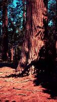 Classic view of famous giant sequoia trees video