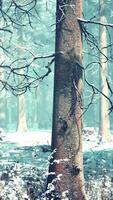 forêt magique de décembre avec la lumière des rayons du soleil video