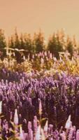bloeiend lavendelveld onder de kleuren van de zomerzonsondergang video