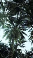 Underside of the coconuts tree with clear sky and shiny sun video