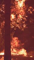 Wildfire quema la tierra en el bosque video