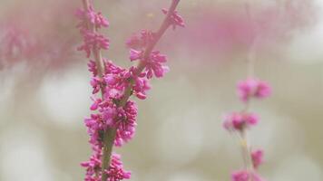 Pink Flowers On Judas Tree. Commonly Known As The Judas Tree Is A Small Deciduous Tree. Close up. video