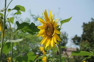 un girasol con un amarillo flor y hojas foto