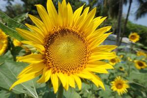 un girasol con un amarillo flor y hojas foto