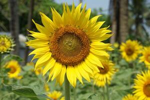 a sunflower in a field of green leaves background photo