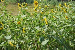 a sunflower in a field of green leaves background photo