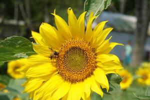 a sunflower in a field of green leaves background photo